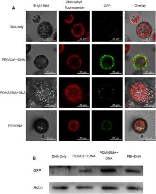 Efficient Transient Expression of Plasmid DNA Using Poly (2-(N,N-Dimethylamino) Ethyl Methacrylate) in Plant Cells